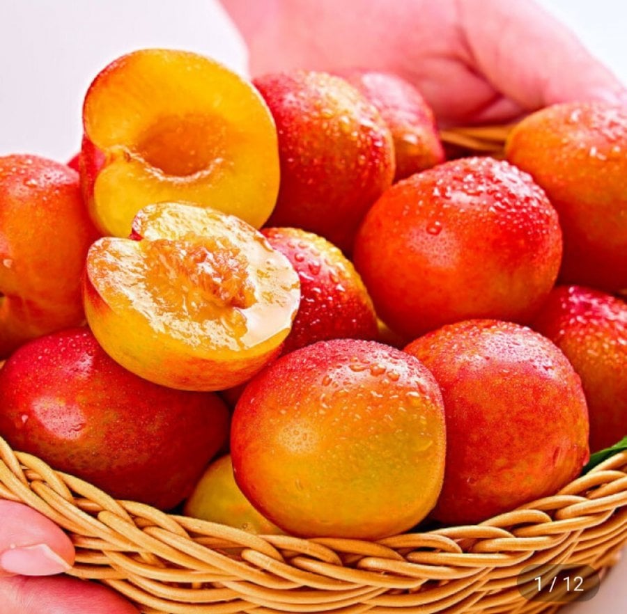 김천 햇 자두 1kg